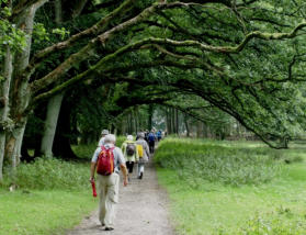 Weg von Wilsede zum Totengrund in der Lüneburger Heide