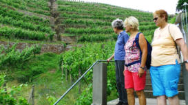 In den Weinbergen bei Dresden