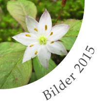 Bilder 2015