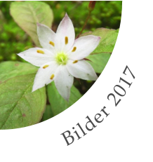 Bilder 2017